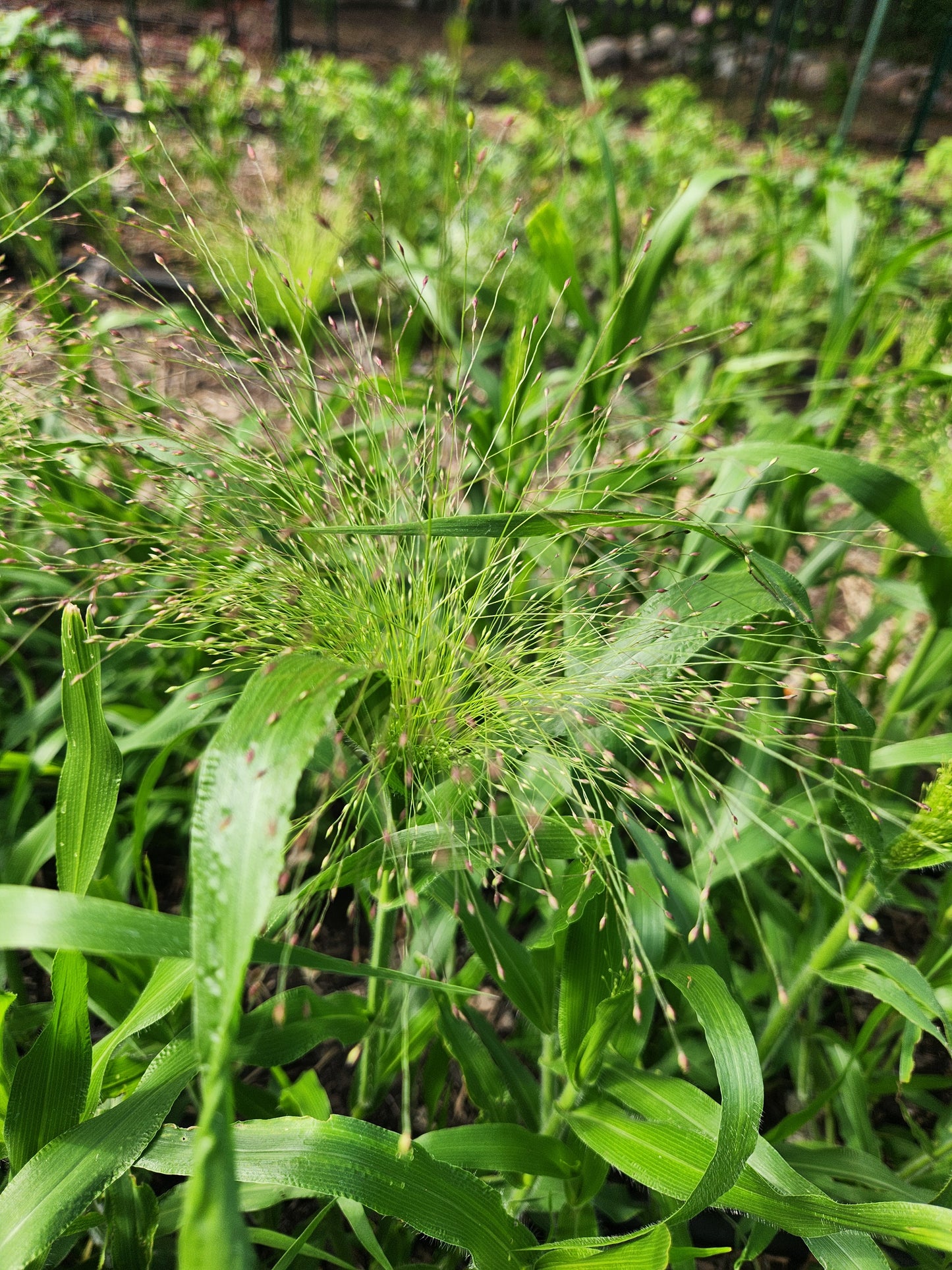 Frosted Explosion Grass - 25 available
