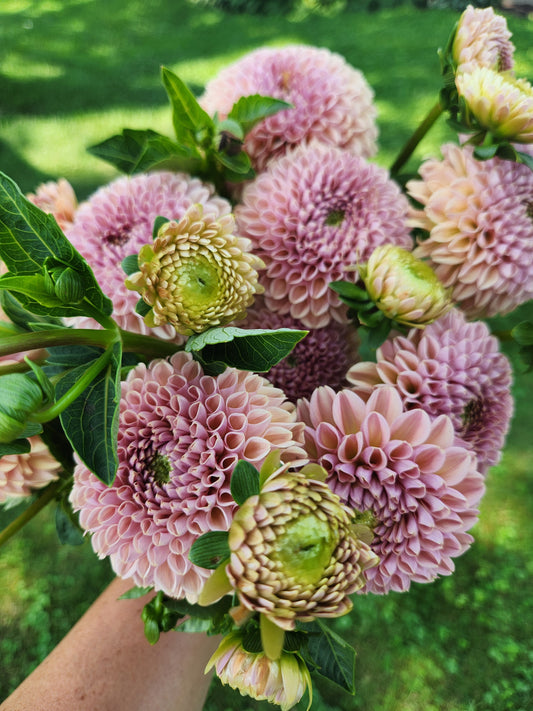 dahlia - Valley Tawny - sold out this week