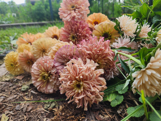 Zinnia - Ballerina Blush - sold out this week
