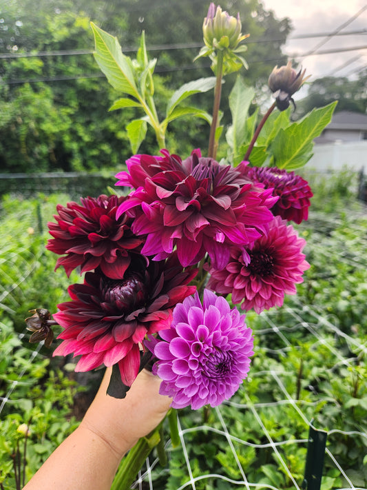 dahlia - growers mix moody - sold out this week