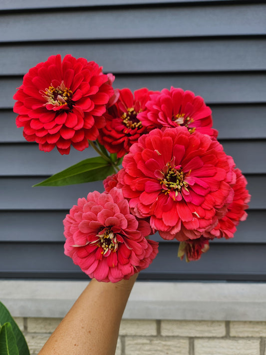 Zinnia - Benary carmine rose - sold out this week
