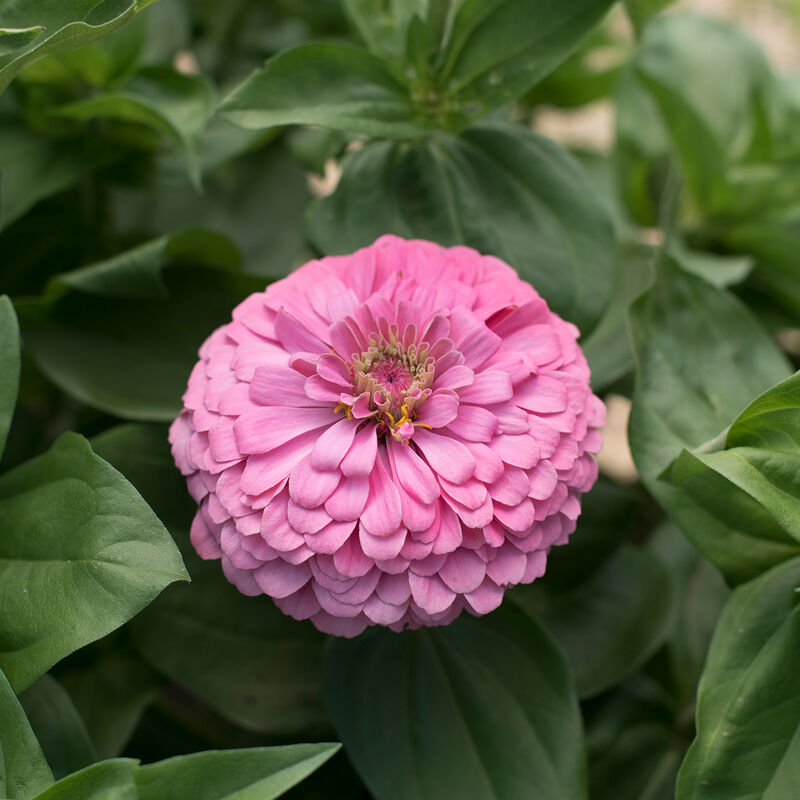 Zinnia - Benary bright pink - 5 available