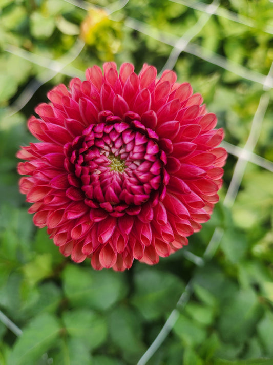 dahlia - brown sugar - 1 available
