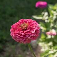Zinnia - Benary carmine rose - sold out this week