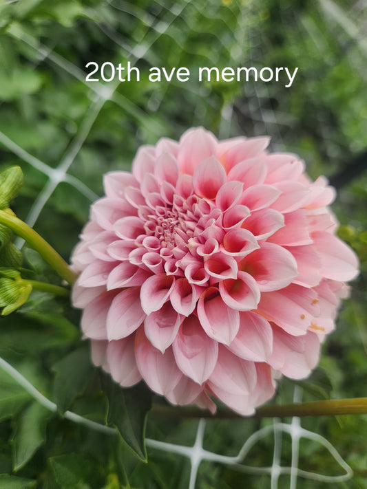 dahlia - 20th Ave Memory - sold out this week