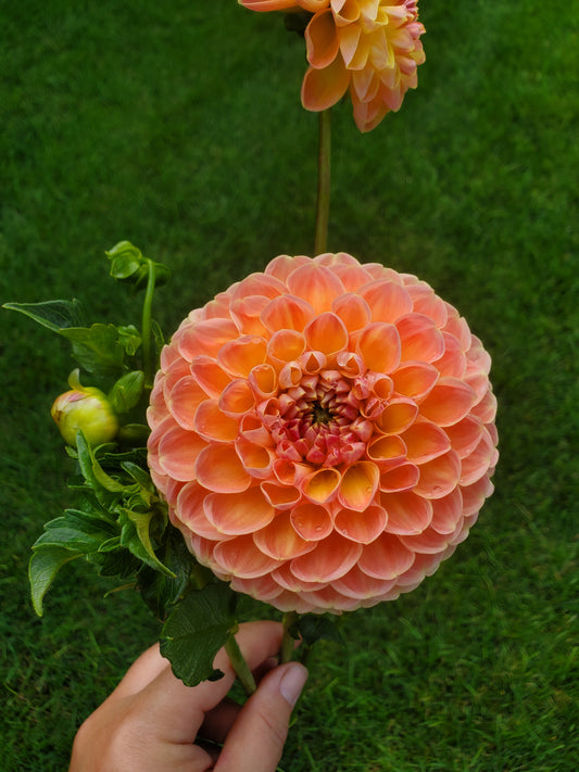 dahlia - Crichton Honey - sold out this week
