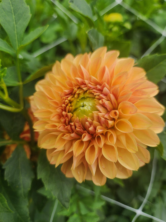 dahlia - Darcy - sold out this week
