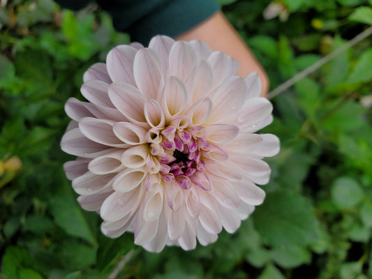 dahlia - lightest lavender/blush - 3 available