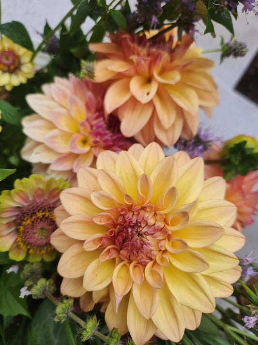 dahlia - Miss Amara - sold out this week