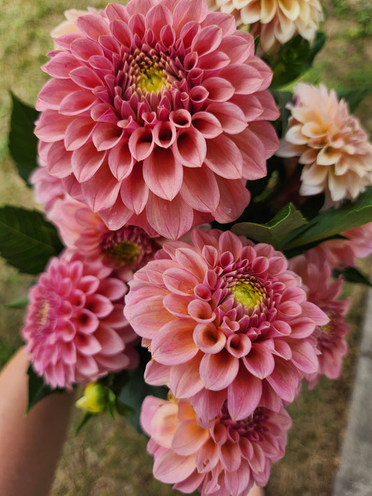 dahlia - Rock Run Ashley - sold out for Tues, maybe some for end of week