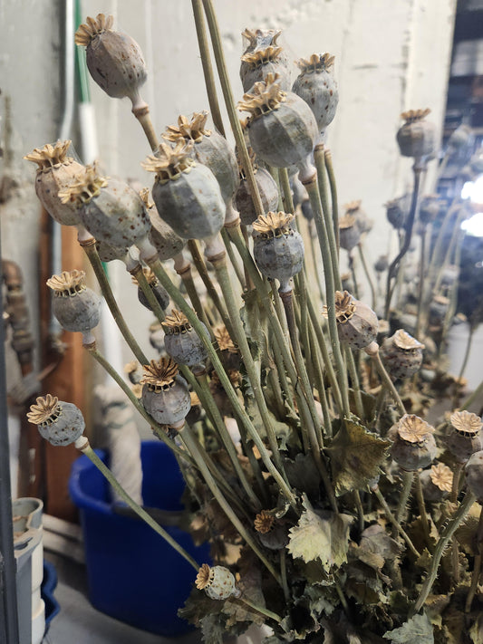 Poppy pods - dried - 12 available