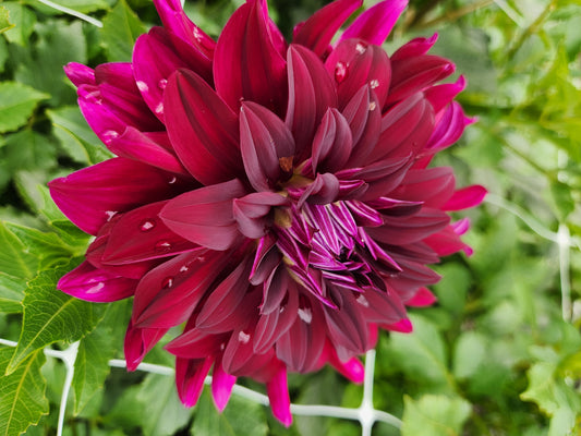dahlia - Rip City - 7 available