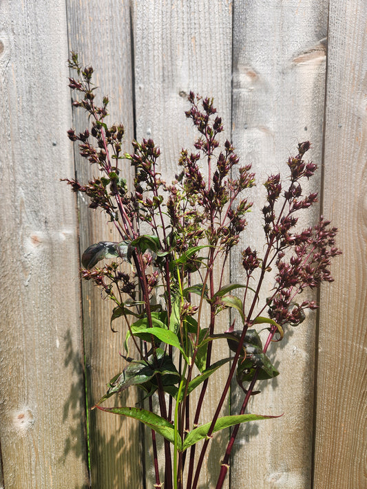 Penstemon pods - burgundy - 5 available