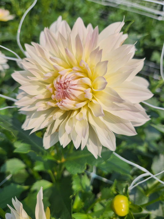 dahlia - Tahoma Early Dawn - sold out this week